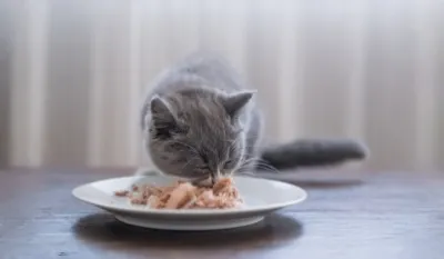 Tendencias globales de la industria del envasado de alimentos para mascotas: automatización total y líneas de producción inteligentes